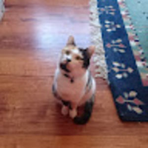 Meet your Posher, Megan